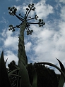 PALERME - jardin botanique (10)